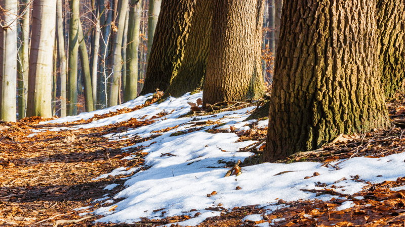 Spring thaw